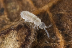 Parisotoma notabilis