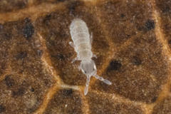 Parisotoma notabilis