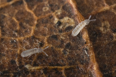 Parisotoma notabilis
