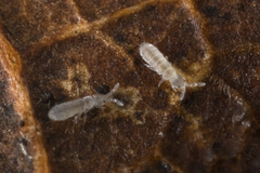 Parisotoma notabilis
