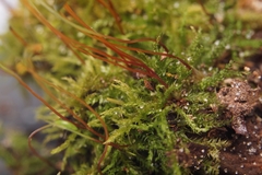 Haplocladium microphyllum