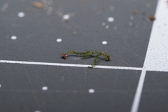 Haplocladium microphyllum