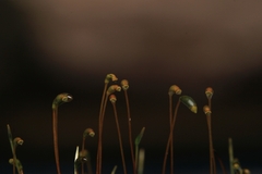 Haplocladium microphyllum
