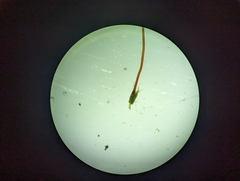 Haplocladium microphyllum