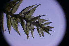 Haplocladium microphyllum