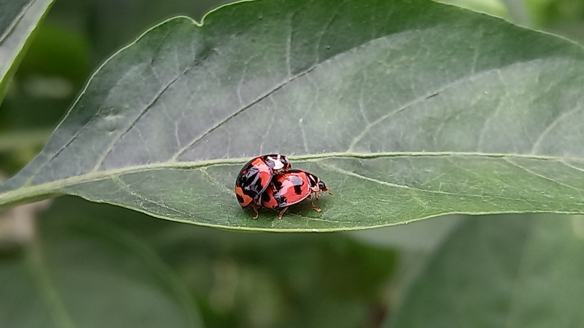 Coccinellidae