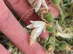 Eucnide cordata