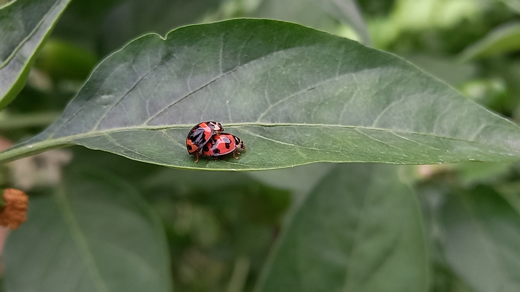 Coccinellidae