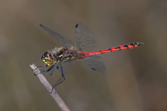 Austrothemis nigrescens