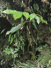 Saurauia tristyla