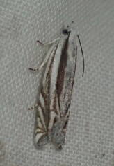 Eucosma striatana