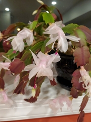 Schlumbergera truncata