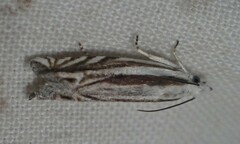 Eucosma striatana