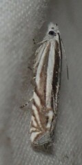 Eucosma striatana