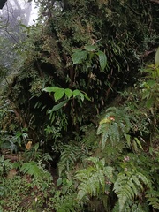 Saurauia tristyla