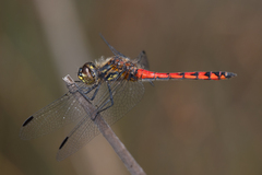 Austrothemis nigrescens