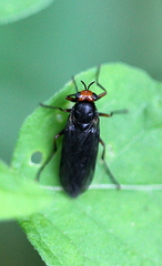 Inopus rubriceps