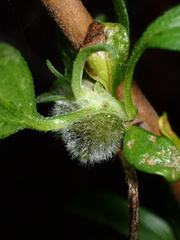 Asphondylia enceliae