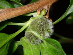 Asphondylia enceliae