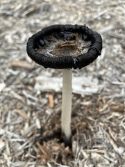 Coprinus calyptratus