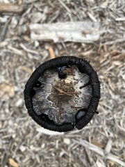 Coprinus calyptratus