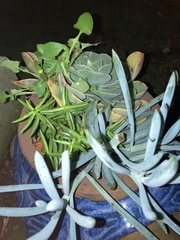 Carpobrotus edulis