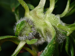 Asphondylia enceliae