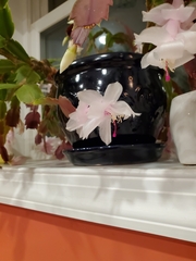 Schlumbergera truncata