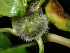 Asphondylia enceliae