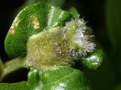 Asphondylia enceliae