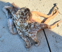 Octopus insularis