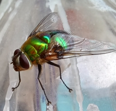 Rutilia