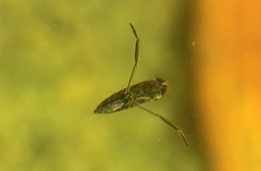 Anisops