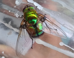 Rutilia