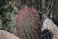 Ferocactus gracilis