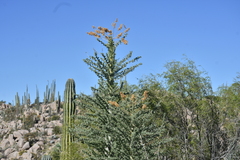 Fouquieria columnaris