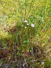 Epilobium billardiereanum