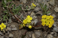 Physaria scrotiformis
