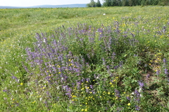 Dracocephalum nutans