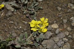 Physaria scrotiformis