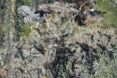 Cylindropuntia molesta