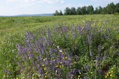 Dracocephalum nutans