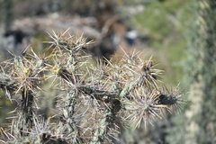 Cylindropuntia molesta