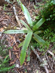 Elaeocarpus dentatus