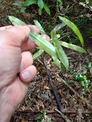 Elaeocarpus dentatus