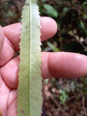 Elaeocarpus dentatus