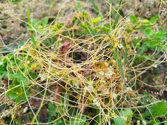 Cuscuta campestris