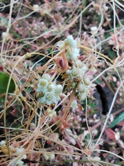 Cuscuta campestris