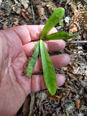 Myrsine salicina