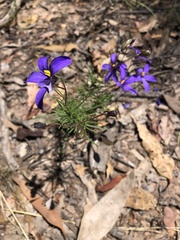 Cheiranthera linearis